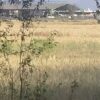 sadwal mor 1